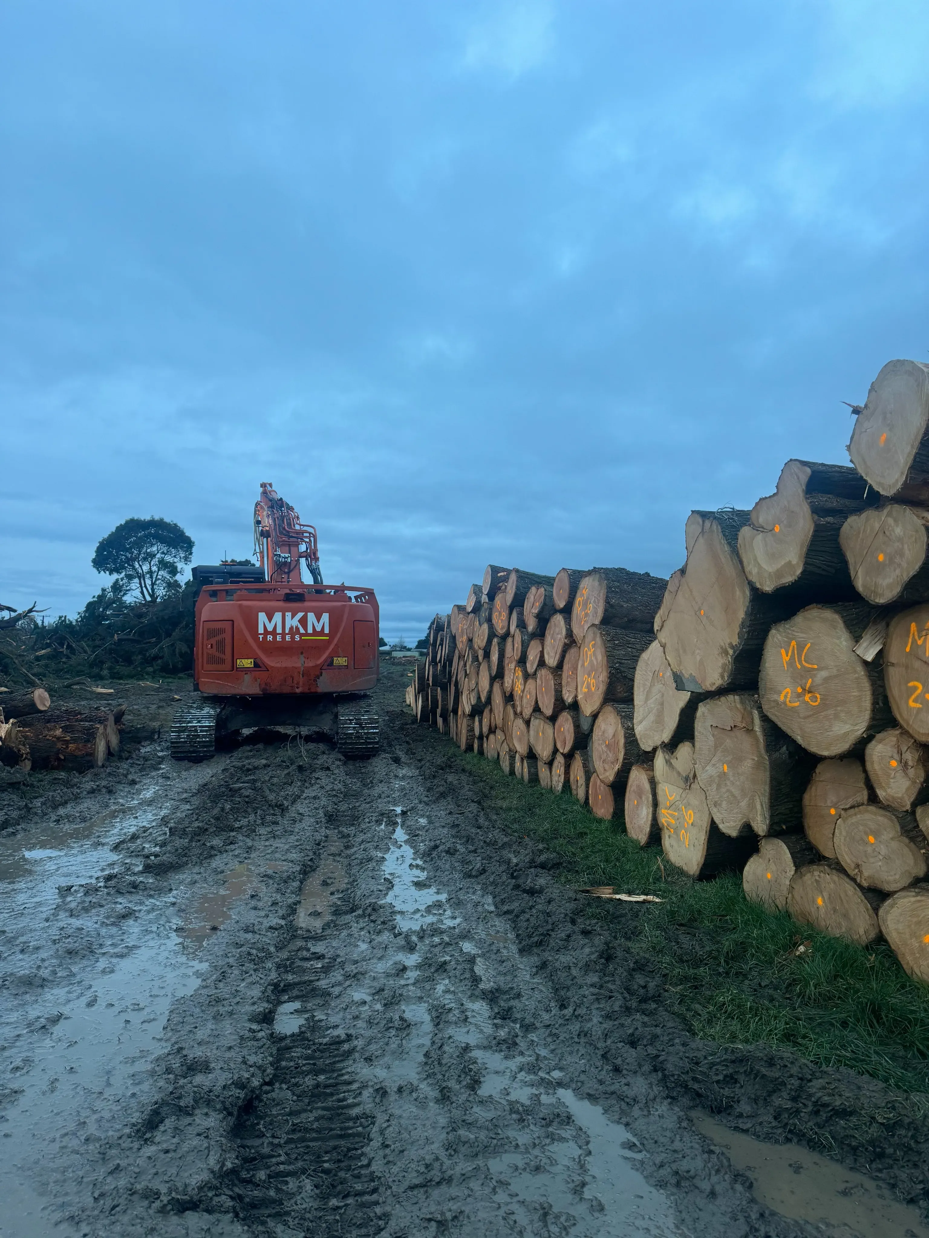 Essendon Road – Logging and Tree Removal - Featured image