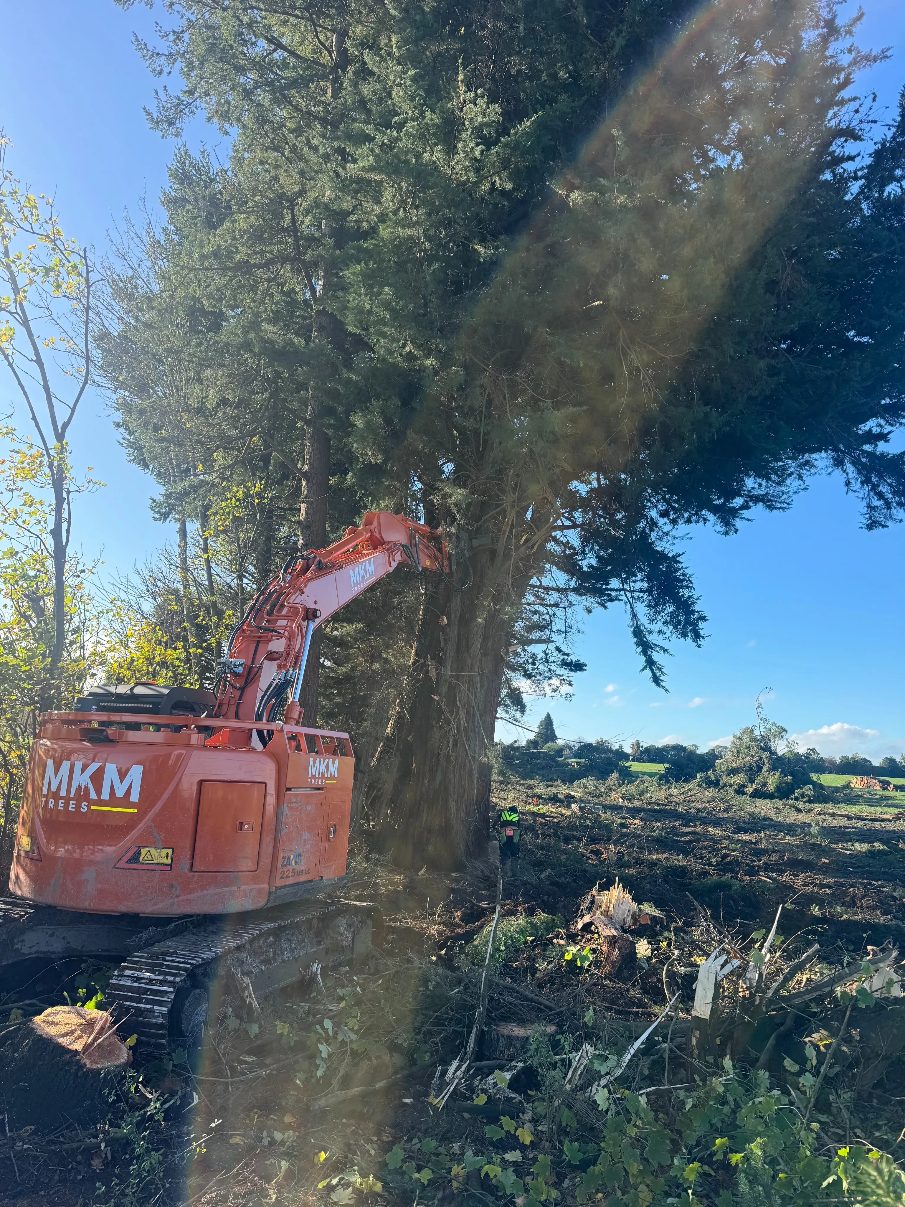 Essendon Road – Logging and Tree Removal - Gallery image 2