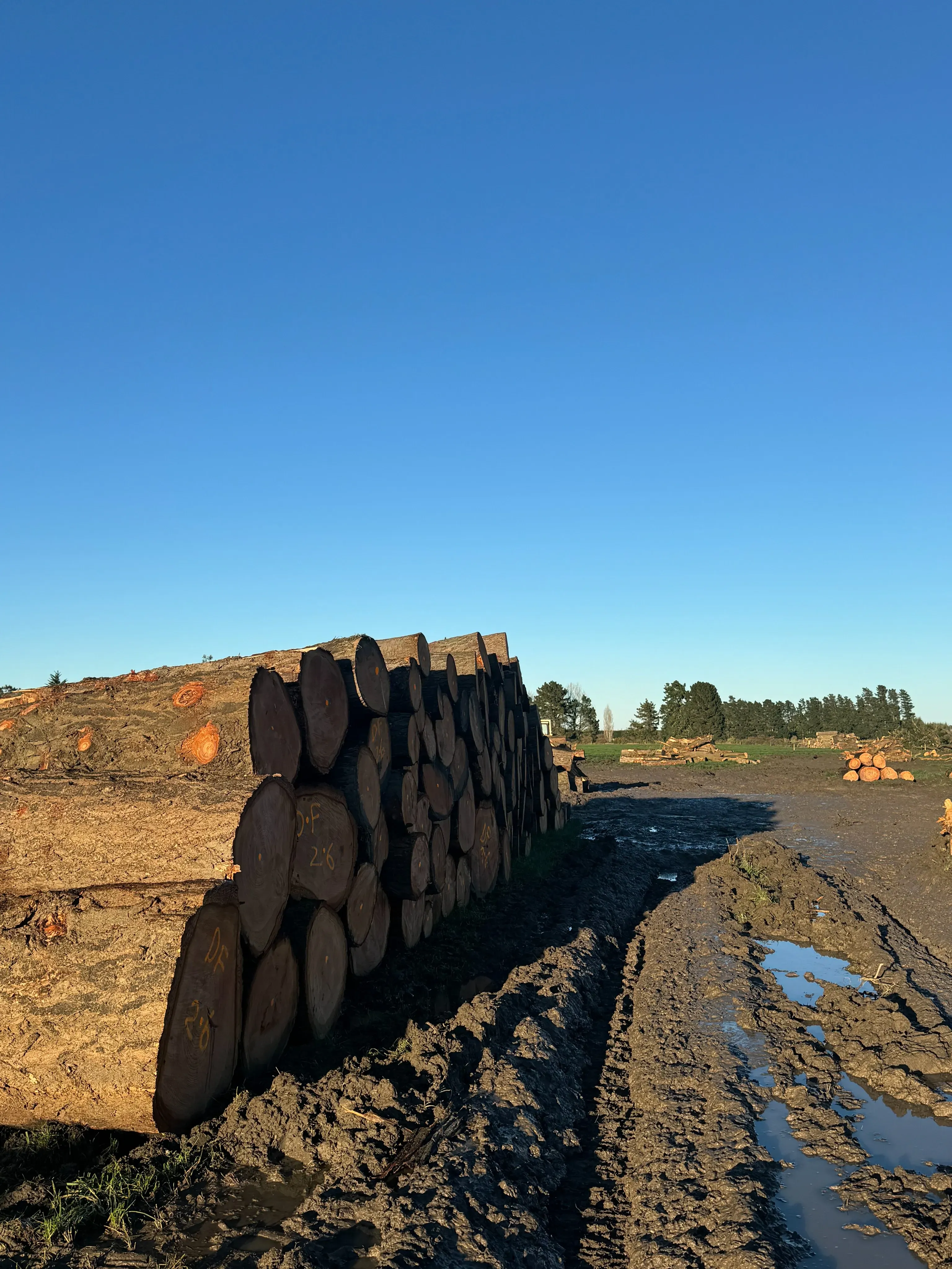 Essendon Road – Logging and Tree Removal - Gallery image 5